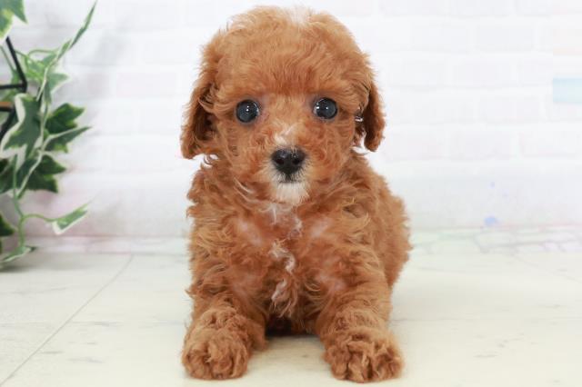 福岡県のトイプードル(トイ) (Coo&RIKU福岡東店/2025年9月16日生まれ/女の子/レッドフォーン)の子犬の1枚目の画像