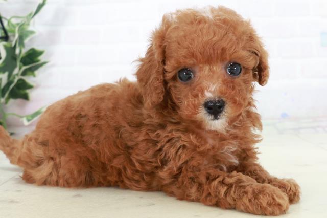 福岡県のトイプードル(トイ) (Coo&RIKU福岡東店/2025年9月16日生まれ/女の子/レッドフォーン)の子犬の2枚目の画像