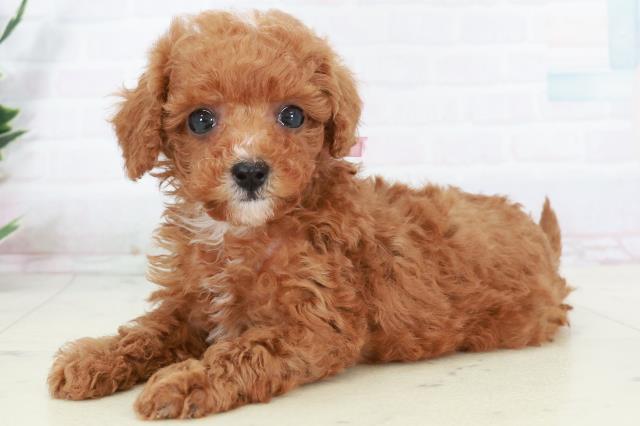 福岡県のトイプードル(トイ) (Coo&RIKU福岡東店/2025年9月16日生まれ/女の子/レッドフォーン)の子犬の3枚目の画像