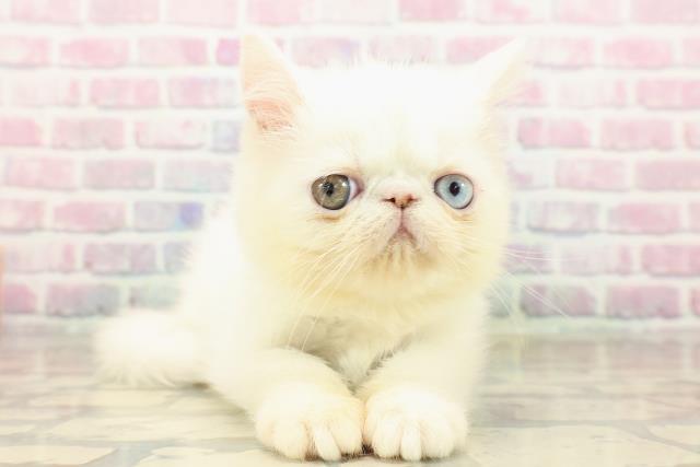 神奈川県のエキゾチック (Coo&RIKU平塚店/2025年9月6日生まれ/女の子/ホワイト)の子猫