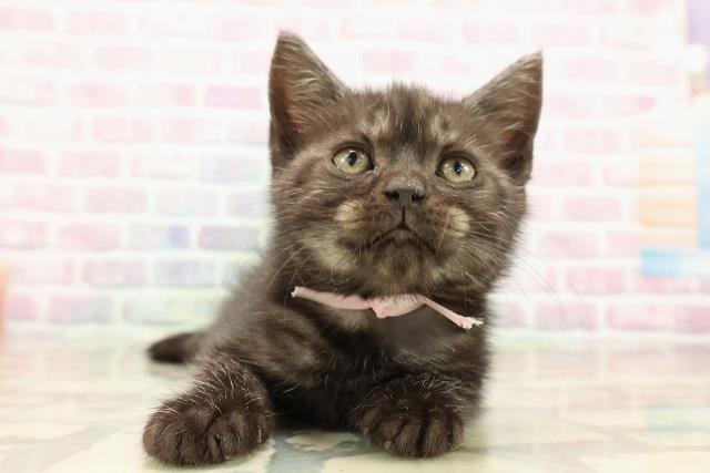 アメリカンショートヘアー