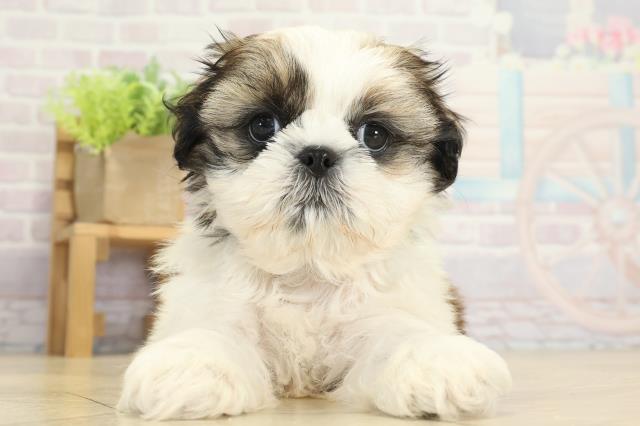 静岡県のシーズー (Coo&RIKU掛川店/2025年9月15日生まれ/男の子/ホワイトゴールド)の子犬の1枚目の画像