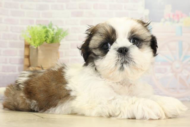 静岡県のシーズー (Coo&RIKU掛川店/2025年9月15日生まれ/男の子/ホワイトゴールド)の子犬の2枚目の画像