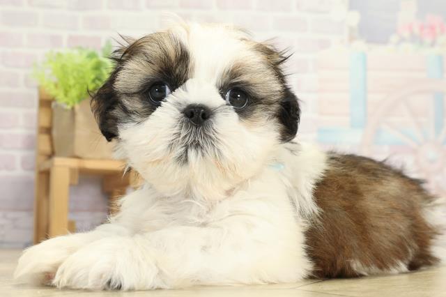 静岡県のシーズー (Coo&RIKU掛川店/2025年9月15日生まれ/男の子/ホワイトゴールド)の子犬の3枚目の画像