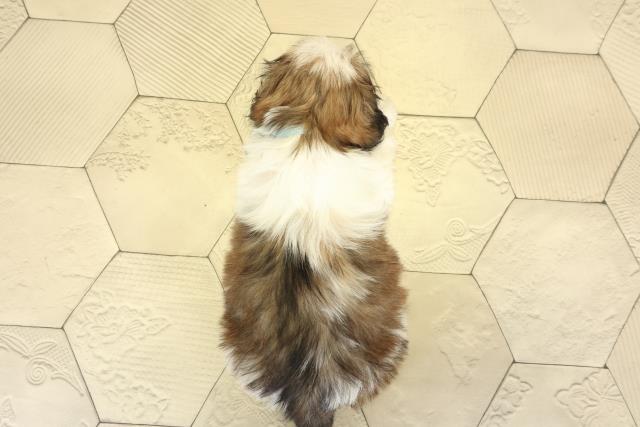 静岡県のシーズー (Coo&RIKU掛川店/2025年9月15日生まれ/男の子/ホワイトゴールド)の子犬の4枚目の画像