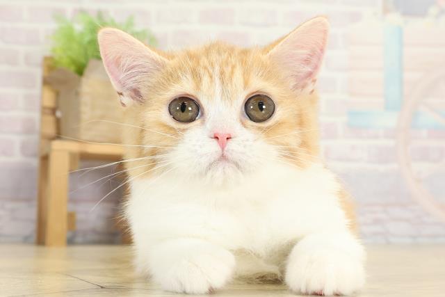 愛知県のマンチカン (Coo&RIKU春日井店/2025年9月2日生まれ/女の子/レッドタビーホワイト)の子猫の1枚目の画像