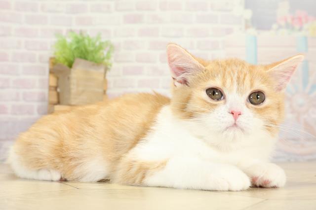 愛知県のマンチカン (Coo&RIKU春日井店/2025年9月2日生まれ/女の子/レッドタビーホワイト)の子猫の2枚目の画像