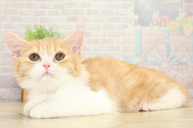 愛知県のマンチカン (Coo&RIKU春日井店/2025年9月2日生まれ/女の子/レッドタビーホワイト)の子猫の3枚目の画像