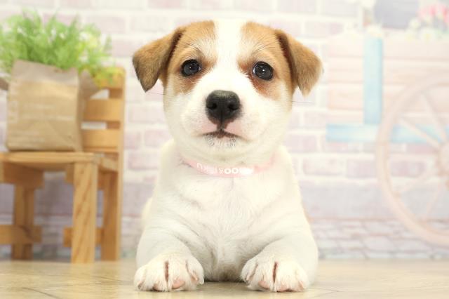 岐阜県のジャックラッセルテリア (Coo&RIKU岐阜店/2025年9月17日生まれ/女の子/タンホワイト)の子犬の1枚目の画像