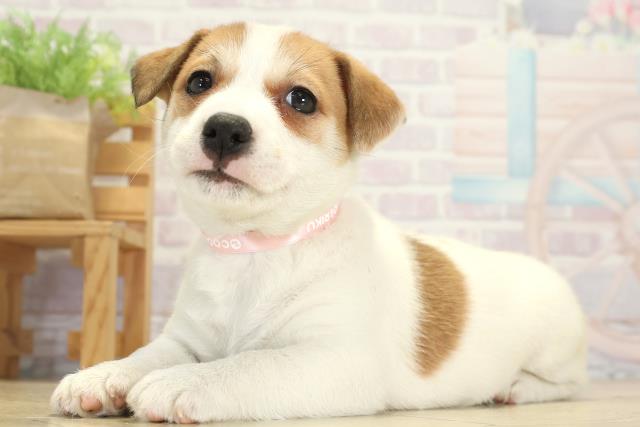 岐阜県のジャックラッセルテリア (Coo&RIKU岐阜店/2025年9月17日生まれ/女の子/タンホワイト)の子犬の3枚目の画像