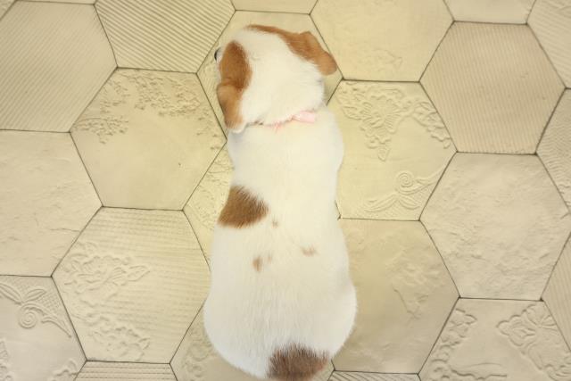 岐阜県のジャックラッセルテリア (Coo&RIKU岐阜店/2025年9月17日生まれ/女の子/タンホワイト)の子犬の4枚目の画像