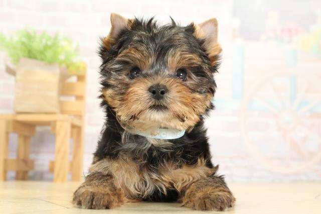 岐阜県のヨークシャーテリア (Coo&RIKU各務原店/2025年9月17日生まれ/男の子/スチールブルータン)の子犬の1枚目の画像