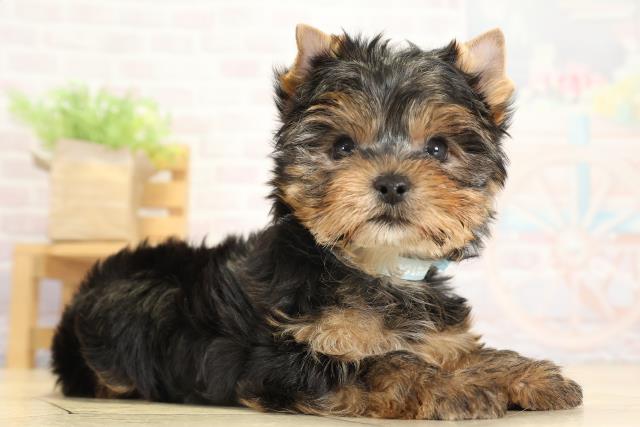 岐阜県のヨークシャーテリア (Coo&RIKU各務原店/2025年9月17日生まれ/男の子/スチールブルータン)の子犬の2枚目の画像