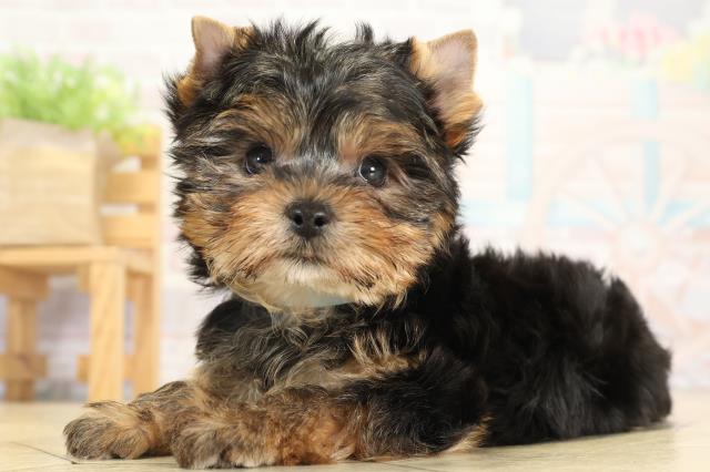 岐阜県のヨークシャーテリア (Coo&RIKU各務原店/2025年9月17日生まれ/男の子/スチールブルータン)の子犬の3枚目の画像