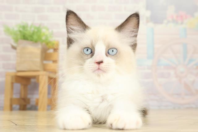 静岡県のラグドール (Coo&RIKU沼津店/2025年9月16日生まれ/男の子/シールポイントバイカラー)の子猫の1枚目の画像