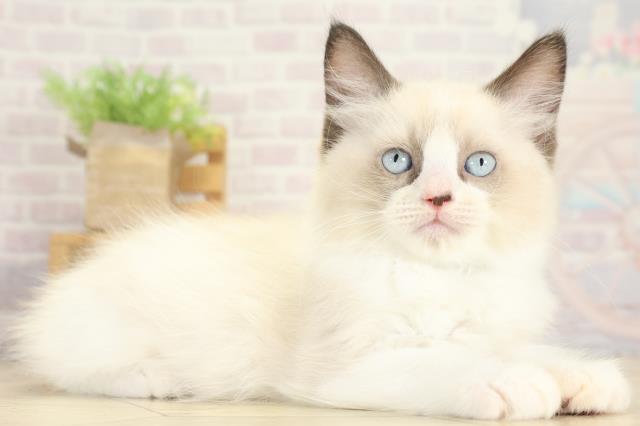 静岡県のラグドール (Coo&RIKU沼津店/2025年9月16日生まれ/男の子/シールポイントバイカラー)の子猫の2枚目の画像
