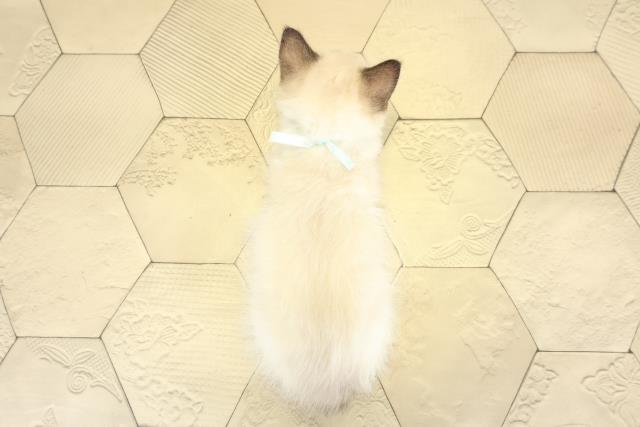 静岡県のラグドール (Coo&RIKU沼津店/2025年9月16日生まれ/男の子/シールポイントバイカラー)の子猫の4枚目の画像