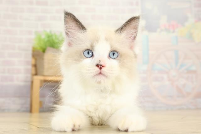 岐阜県のラグドール (Coo&RIKU岐阜店/2025年9月16日生まれ/男の子/シールポイントバイカラー)の子猫の1枚目の画像