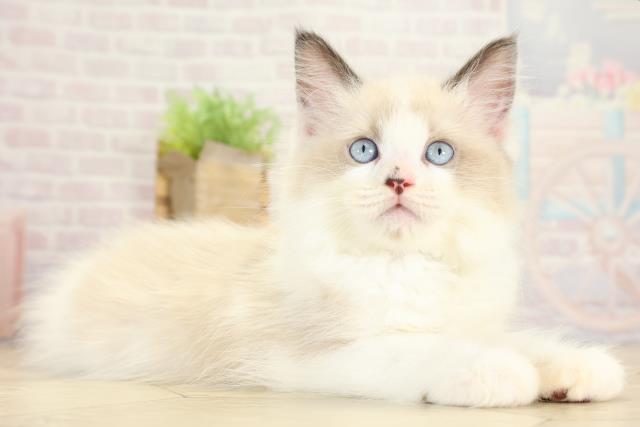 岐阜県のラグドール (Coo&RIKU岐阜店/2025年9月16日生まれ/男の子/シールポイントバイカラー)の子猫の2枚目の画像