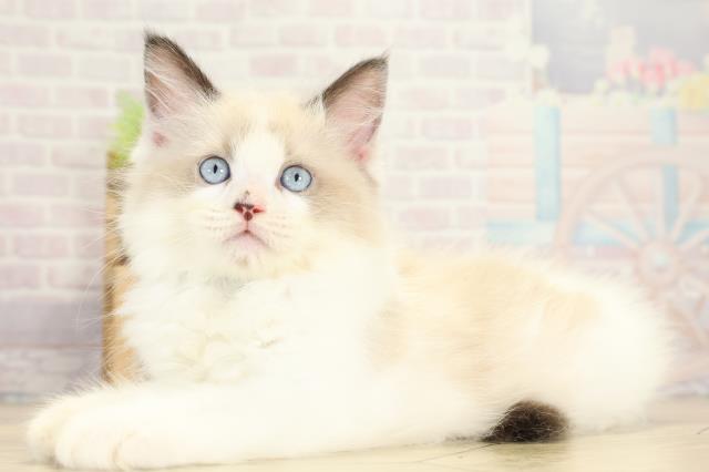 岐阜県のラグドール (Coo&RIKU岐阜店/2025年9月16日生まれ/男の子/シールポイントバイカラー)の子猫の3枚目の画像