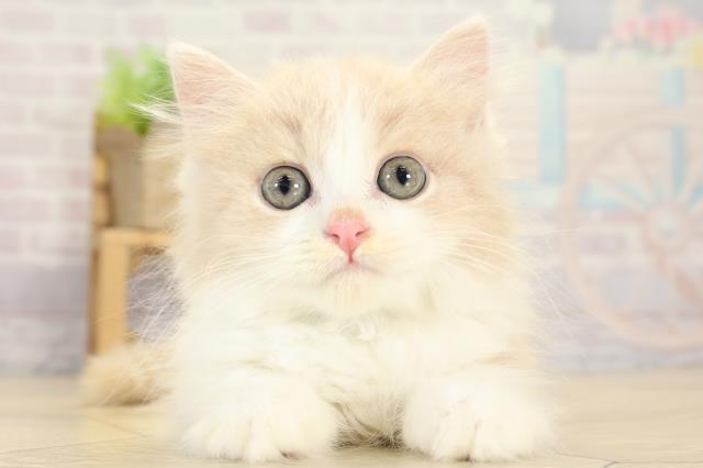 静岡県のスコティッシュフォールド (Coo&RIKU浜松店/2025年9月11日生まれ/男の子/クリームタビーホワイト)の子猫の1枚目の画像