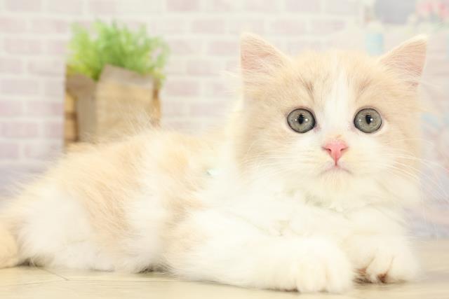 静岡県のスコティッシュフォールド (Coo&RIKU浜松店/2025年9月11日生まれ/男の子/クリームタビーホワイト)の子猫の2枚目の画像