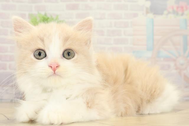 静岡県のスコティッシュフォールド (Coo&RIKU浜松店/2025年9月11日生まれ/男の子/クリームタビーホワイト)の子猫の3枚目の画像