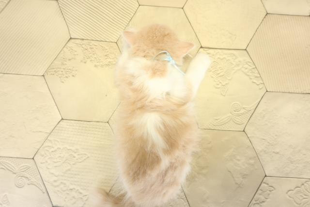 静岡県のスコティッシュフォールド (Coo&RIKU浜松店/2025年9月11日生まれ/男の子/クリームタビーホワイト)の子猫の4枚目の画像