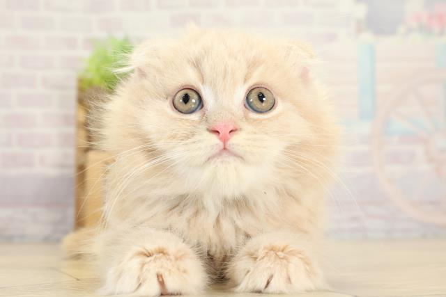 静岡県のスコティッシュフォールド (Coo&RIKU富士店/2025年9月11日生まれ/男の子/クリームタビー)の子猫の1枚目の画像