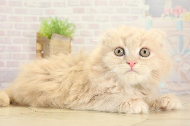 静岡県のスコティッシュフォールド (Coo&RIKU富士店/2025年9月11日生まれ/男の子/クリームタビー)の子猫の2枚目の画像