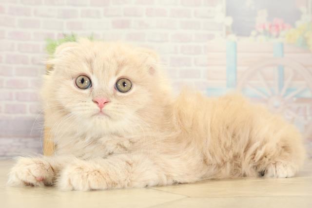 静岡県のスコティッシュフォールド (Coo&RIKU富士店/2025年9月11日生まれ/男の子/クリームタビー)の子猫の3枚目の画像