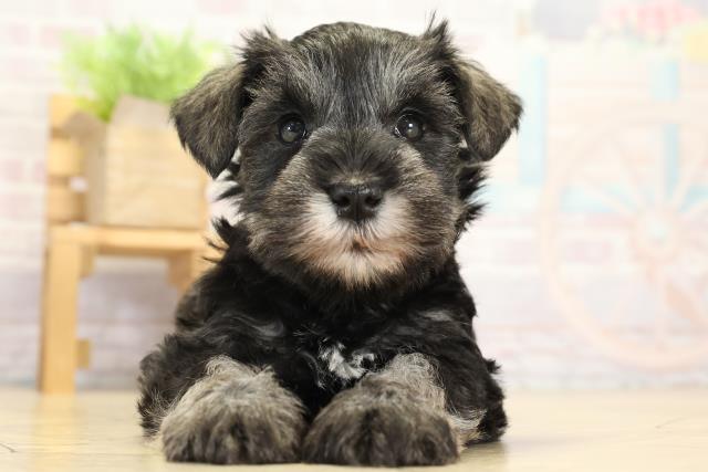 愛知県のミニチュアシュナウザー (Coo&RIKU東海一宮店/2025年9月17日生まれ/女の子/ソルトペッパー)の子犬