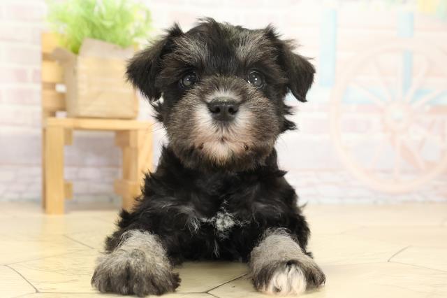 愛知県のミニチュアシュナウザー (Coo&RIKU春日井店/2025年9月17日生まれ/女の子/ブラックシルバー)の子犬