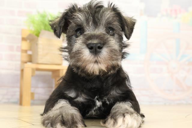 岐阜県のミニチュアシュナウザー (Coo&RIKU岐阜店/2025年9月17日生まれ/女の子/ソルトペッパー)の子犬の1枚目の画像