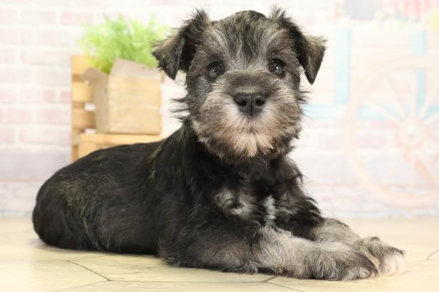 岐阜県のミニチュアシュナウザー (Coo&RIKU岐阜店/2025年9月17日生まれ/女の子/ソルトペッパー)の子犬の2枚目の画像