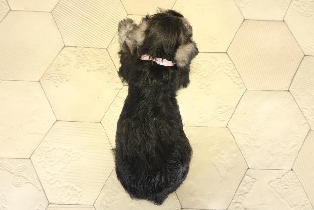 岐阜県のミニチュアシュナウザー (Coo&RIKU岐阜店/2025年9月17日生まれ/女の子/ソルトペッパー)の子犬の4枚目の画像