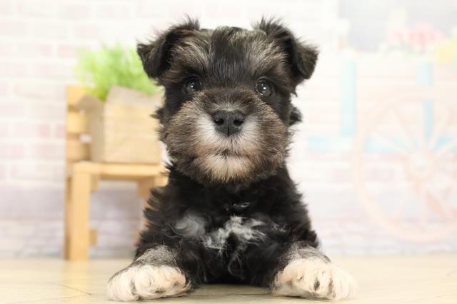 静岡県のミニチュアシュナウザー (Coo&RIKU藤枝店/2025年9月17日生まれ/男の子/ブラックシルバー)の子犬