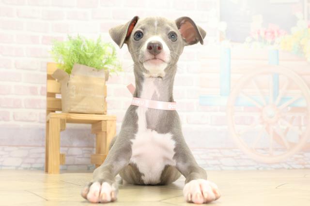 愛知県のイタリアングレーハウンド (Coo&RIKU東海一宮店/2025年9月14日生まれ/女の子/ブルーホワイト)の子犬の1枚目の画像