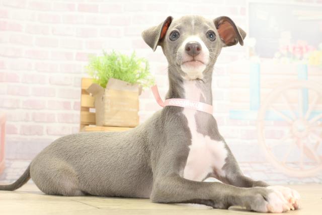 愛知県のイタリアングレーハウンド (Coo&RIKU東海一宮店/2025年9月14日生まれ/女の子/ブルーホワイト)の子犬の2枚目の画像