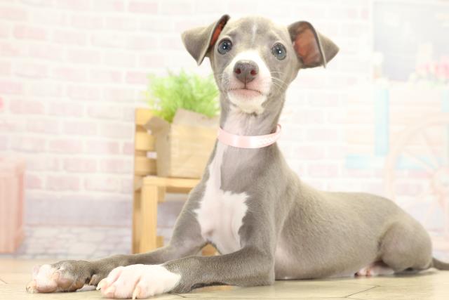 愛知県のイタリアングレーハウンド (Coo&RIKU東海一宮店/2025年9月14日生まれ/女の子/ブルーホワイト)の子犬の3枚目の画像