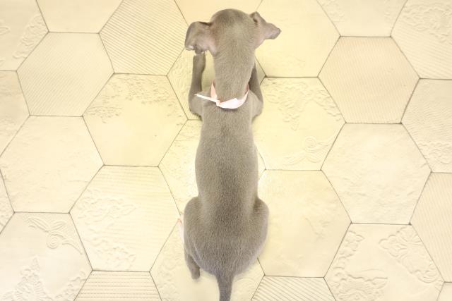 愛知県のイタリアングレーハウンド (Coo&RIKU東海一宮店/2025年9月14日生まれ/女の子/ブルーホワイト)の子犬の4枚目の画像