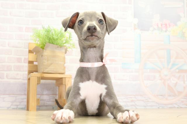 岐阜県のイタリアングレーハウンド (Coo&RIKU岐阜店/2025年9月14日生まれ/女の子/ブルーホワイト)の子犬の1枚目の画像