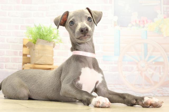 岐阜県のイタリアングレーハウンド (Coo&RIKU岐阜店/2025年9月14日生まれ/女の子/ブルーホワイト)の子犬の2枚目の画像