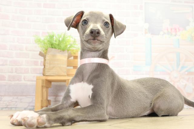 岐阜県のイタリアングレーハウンド (Coo&RIKU岐阜店/2025年9月14日生まれ/女の子/ブルーホワイト)の子犬の3枚目の画像