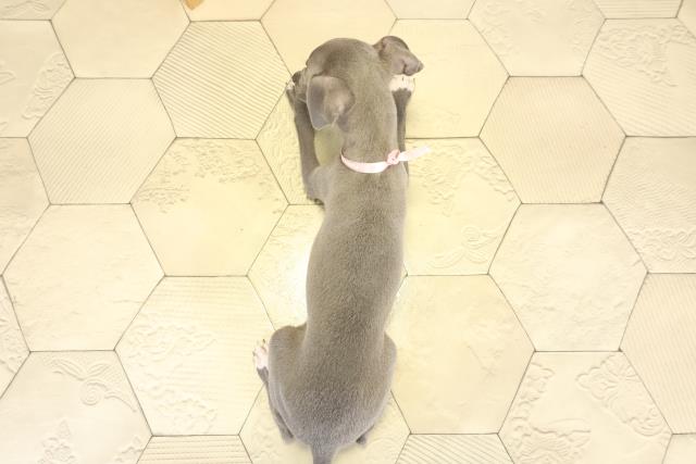 岐阜県のイタリアングレーハウンド (Coo&RIKU岐阜店/2025年9月14日生まれ/女の子/ブルーホワイト)の子犬の4枚目の画像