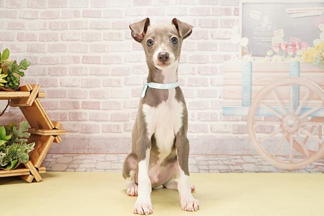 静岡県のイタリアングレーハウンド (Coo&RIKU静岡SBS通り店/2025年9月14日生まれ/男の子/ブルーホワイト)の子犬の1枚目の画像