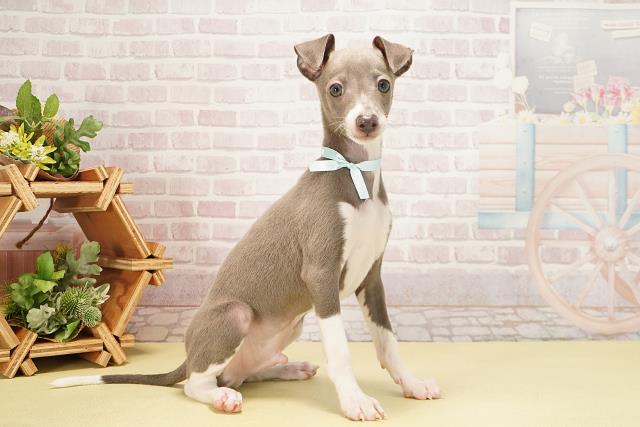 静岡県のイタリアングレーハウンド (Coo&RIKU静岡SBS通り店/2025年9月14日生まれ/男の子/ブルーホワイト)の子犬の2枚目の画像