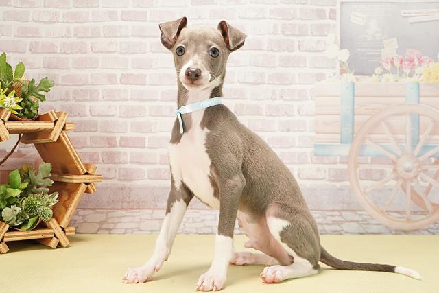 静岡県のイタリアングレーハウンド (Coo&RIKU静岡SBS通り店/2025年9月14日生まれ/男の子/ブルーホワイト)の子犬の3枚目の画像