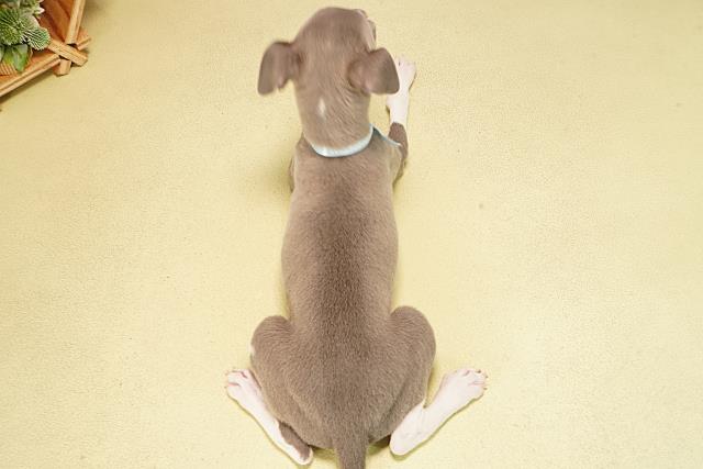 静岡県のイタリアングレーハウンド (Coo&RIKU静岡SBS通り店/2025年9月14日生まれ/男の子/ブルーホワイト)の子犬の4枚目の画像