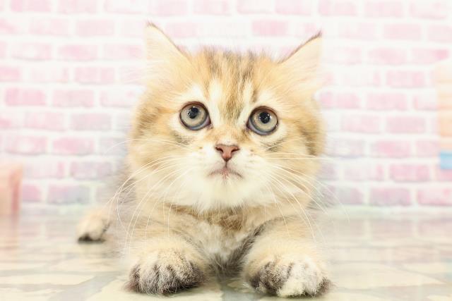 ミヌエット(長足)